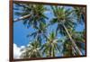 Palawan Palm Trees II-Richard Silver-Framed Photographic Print