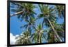 Palawan Palm Trees II-Richard Silver-Framed Photographic Print