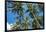 Palawan Palm Trees II-Richard Silver-Framed Photographic Print