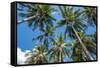 Palawan Palm Trees II-Richard Silver-Framed Stretched Canvas