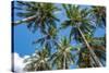 Palawan Palm Trees II-Richard Silver-Stretched Canvas