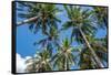 Palawan Palm Trees II-Richard Silver-Framed Stretched Canvas