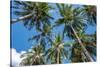 Palawan Palm Trees II-Richard Silver-Stretched Canvas