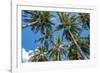 Palawan Palm Trees II-Richard Silver-Framed Photographic Print