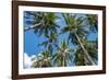 Palawan Palm Trees II-Richard Silver-Framed Photographic Print