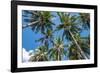 Palawan Palm Trees II-Richard Silver-Framed Photographic Print