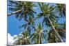 Palawan Palm Trees II-Richard Silver-Mounted Photographic Print