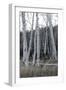 Pale Bark I-Danny Head-Framed Photographic Print