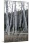 Pale Bark I-Danny Head-Mounted Photographic Print