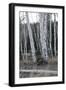 Pale Bark II-Danny Head-Framed Photographic Print