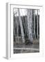 Pale Bark II-Danny Head-Framed Photographic Print