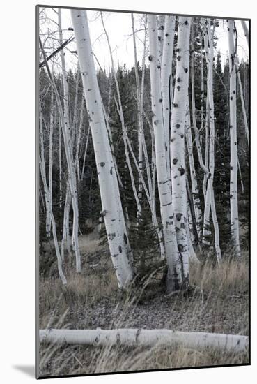 Pale Bark II-Danny Head-Mounted Photographic Print