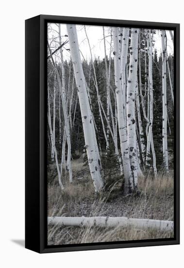 Pale Bark II-Danny Head-Framed Stretched Canvas