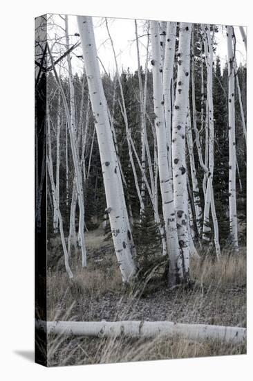 Pale Bark II-Danny Head-Stretched Canvas