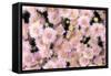 Pale blooming-Heidi Westum-Framed Stretched Canvas