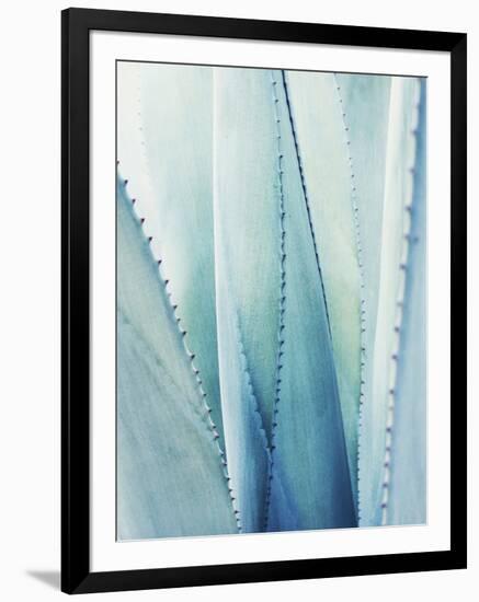 Pale Blue Agave No. 1-Lupen Grainne-Framed Photographic Print