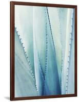 Pale Blue Agave No. 1-Lupen Grainne-Framed Photographic Print