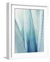 Pale Blue Agave No. 1-Lupen Grainne-Framed Photographic Print