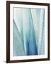 Pale Blue Agave No. 1-Lupen Grainne-Framed Photographic Print