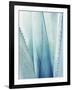 Pale Blue Agave No. 1-Lupen Grainne-Framed Photographic Print