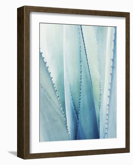 Pale Blue Agave No. 1-Lupen Grainne-Framed Photographic Print