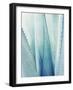 Pale Blue Agave No. 1-Lupen Grainne-Framed Photographic Print