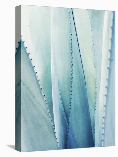 Pale Blue Agave No. 1-Lupen Grainne-Stretched Canvas