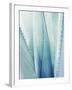 Pale Blue Agave No. 1-Lupen Grainne-Framed Photographic Print