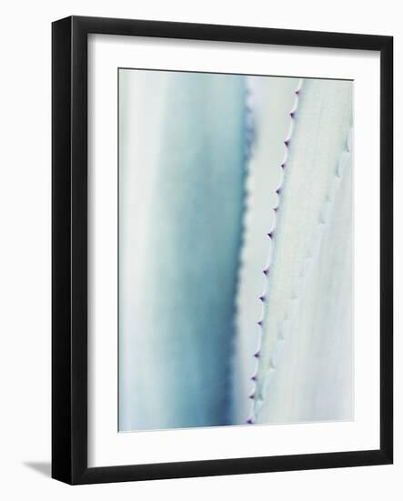 Pale Blue Agave No. 2-Lupen Grainne-Framed Photographic Print