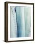 Pale Blue Agave No. 3-Lupen Grainne-Framed Photographic Print