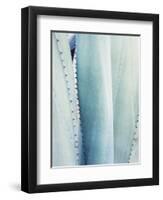 Pale Blue Agave No. 3-Lupen Grainne-Framed Photographic Print