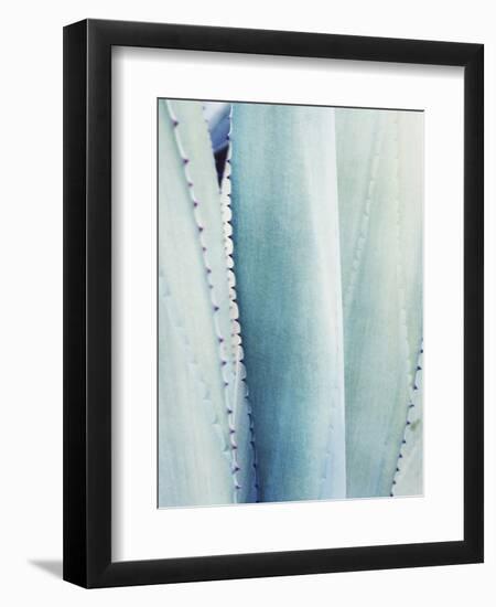 Pale Blue Agave No. 3-Lupen Grainne-Framed Photographic Print