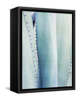Pale Blue Agave No. 3-Lupen Grainne-Framed Stretched Canvas