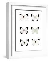 Pale Butterflies 6-Tracey Telik-Framed Photographic Print