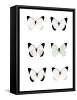 Pale Butterflies 6-Tracey Telik-Framed Stretched Canvas