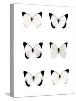 Pale Butterflies 6-Tracey Telik-Stretched Canvas