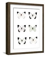 Pale Butterflies 6-Tracey Telik-Framed Photographic Print