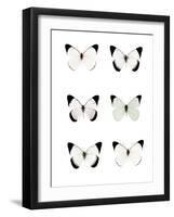 Pale Butterflies 6-Tracey Telik-Framed Photographic Print