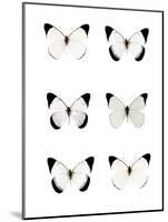 Pale Butterflies 6-Tracey Telik-Mounted Photographic Print
