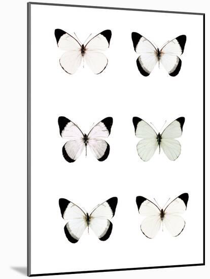 Pale Butterflies 6-Tracey Telik-Mounted Photographic Print