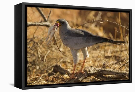 Pale Chanting Goshawk Eating Rodent-Mary Ann McDonald-Framed Stretched Canvas