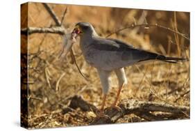 Pale Chanting Goshawk Eating Rodent-Mary Ann McDonald-Stretched Canvas