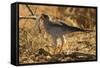 Pale Chanting Goshawk Eating Rodent-Mary Ann McDonald-Framed Stretched Canvas