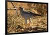 Pale Chanting Goshawk Eating Rodent-Mary Ann McDonald-Framed Photographic Print