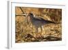 Pale Chanting Goshawk Eating Rodent-Mary Ann McDonald-Framed Photographic Print