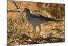 Pale Chanting Goshawk Eating Rodent-Mary Ann McDonald-Mounted Photographic Print