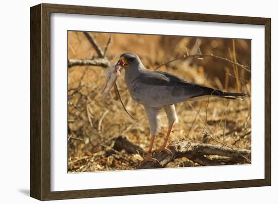 Pale Chanting Goshawk Eating Rodent-Mary Ann McDonald-Framed Photographic Print