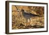 Pale Chanting Goshawk Eating Rodent-Mary Ann McDonald-Framed Photographic Print