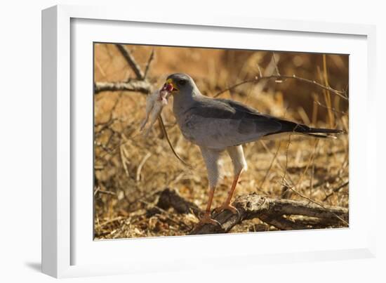 Pale Chanting Goshawk Eating Rodent-Mary Ann McDonald-Framed Photographic Print