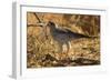 Pale Chanting Goshawk Eating Rodent-Mary Ann McDonald-Framed Photographic Print